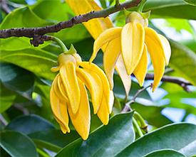 Ylang Ylang III (Cananga odorata)