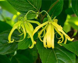 Ylang Ylang Complete (Cananga odorata)