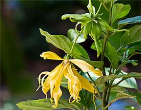 Ylang Ylang-Extra (Cananga odorata)