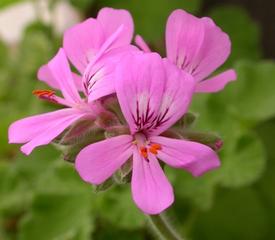 Geranium, Bourbon (Pelargonium graveolens)